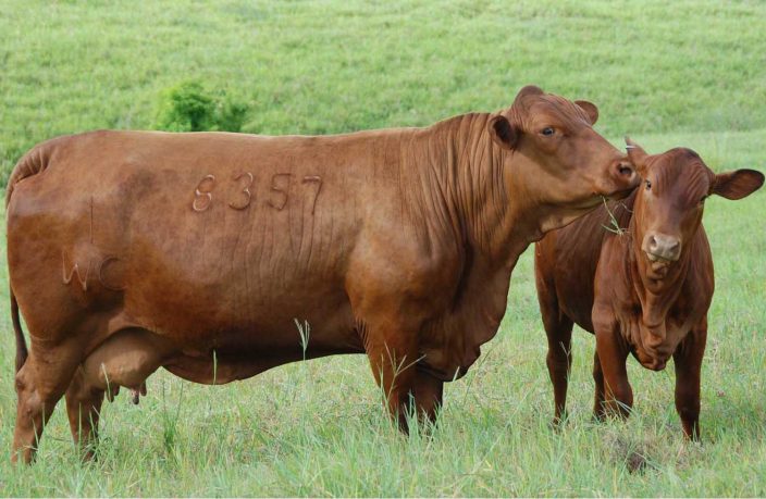 vacas75-1